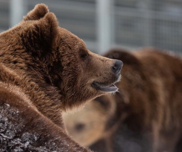 Aluehallintoviraston raportti: Ähtärin Eläinpuiston karhut suhtautuvat rauhallisesti Flowparkin tehtävärataan
