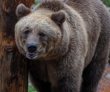 Ähtäri Zoon joogaavat karhut