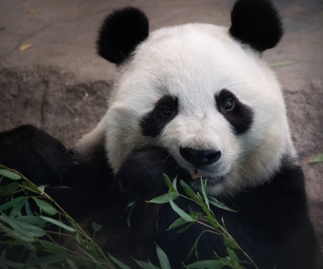 Pandatalossa annetaan Lumille rauha pesänrakennukseen 