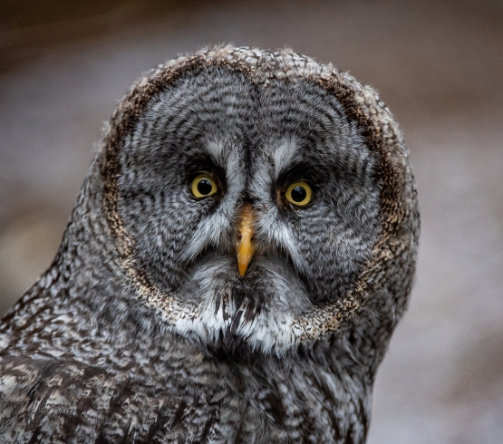 Great grey owl 